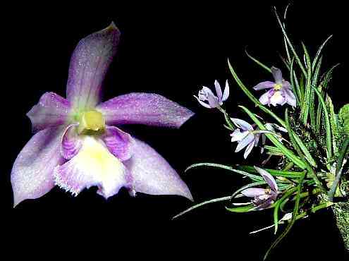 Leptotes tenuis